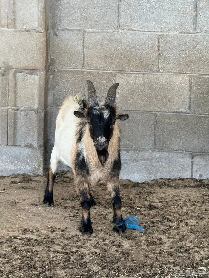 تيوس (فحول) ماعز قزم 0