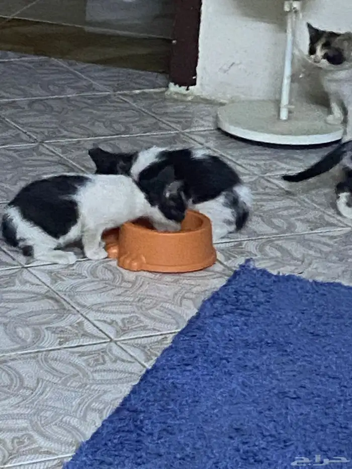 قطط امريكي عمر شهرين 2