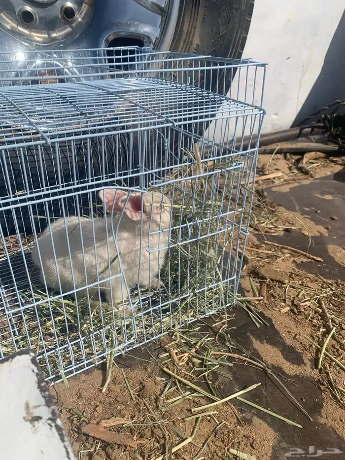 ارنب للبيع 0