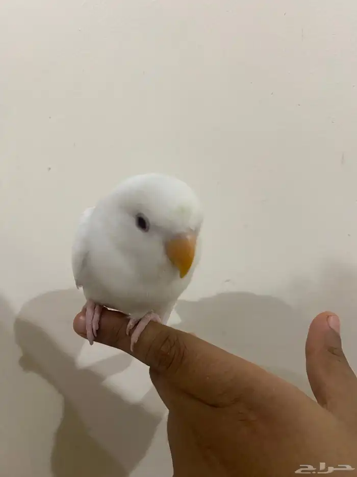 روز النوع البينو هدد تناديه يجيك يجي معه قفص علا السوم 1