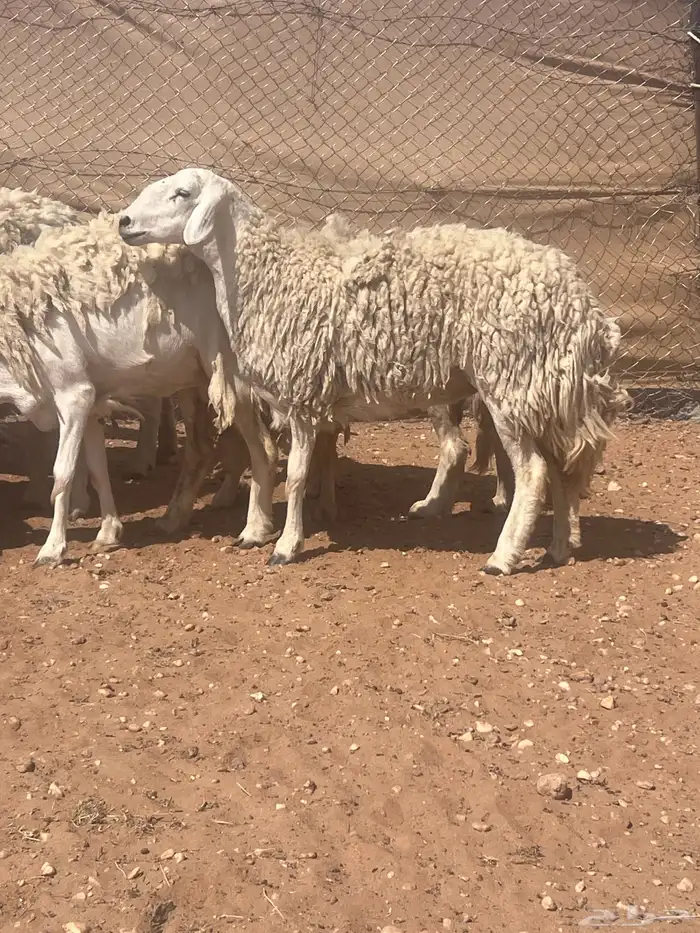 غنم حريات حرش كفو صنف فواخر دفيع ومضاريع للبيع 10