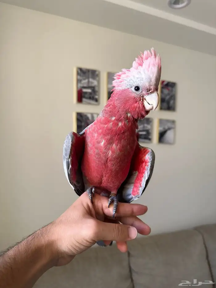 ببغاء كوكاتو جالا 0