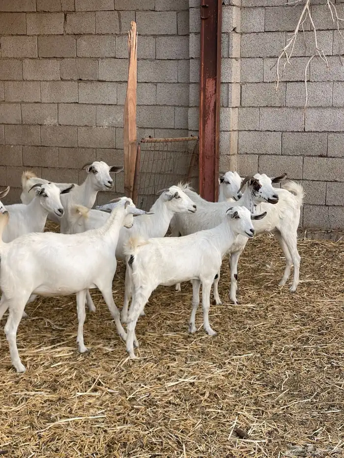 معزى بيشيات شبب بالفحل للبيع التواصل واتساب 6