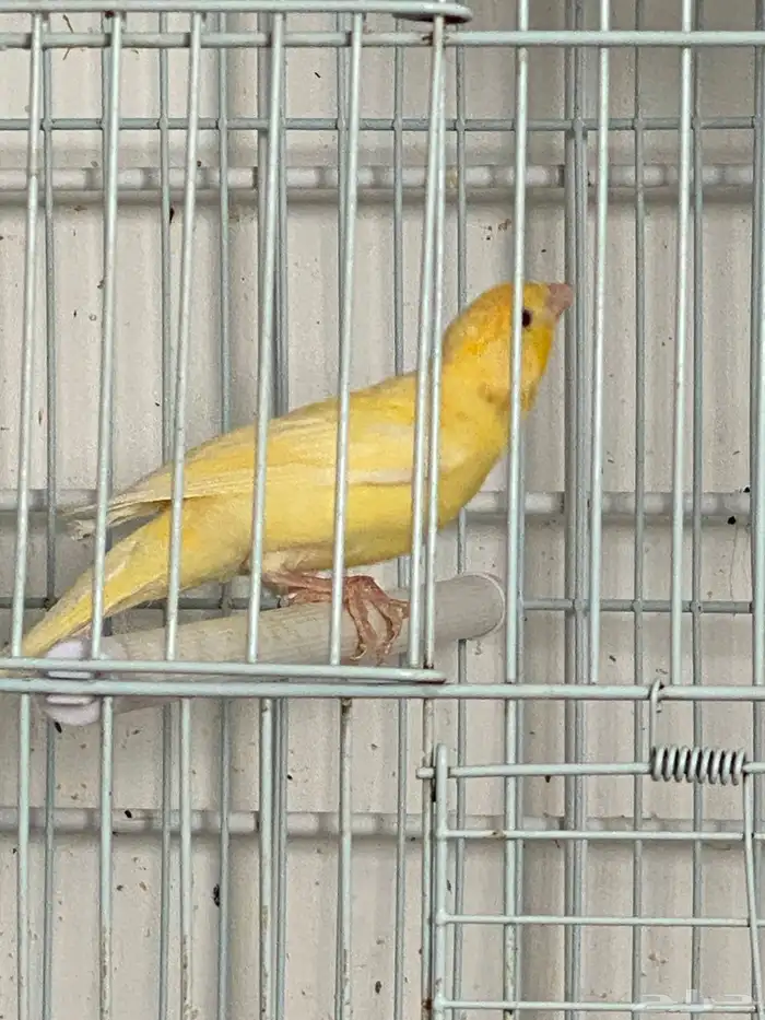 كناري اعمار خمسه شهور 3