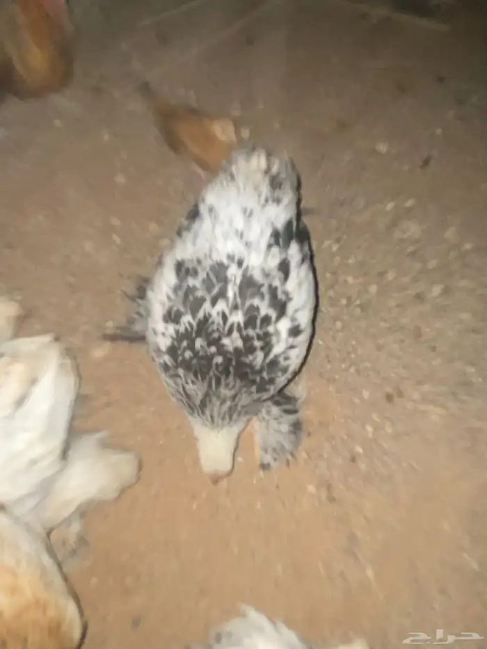 فروخ دجاج   بورهم  عدد15  تزود وتنقص 3