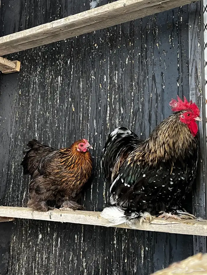 (تم البيع). 1