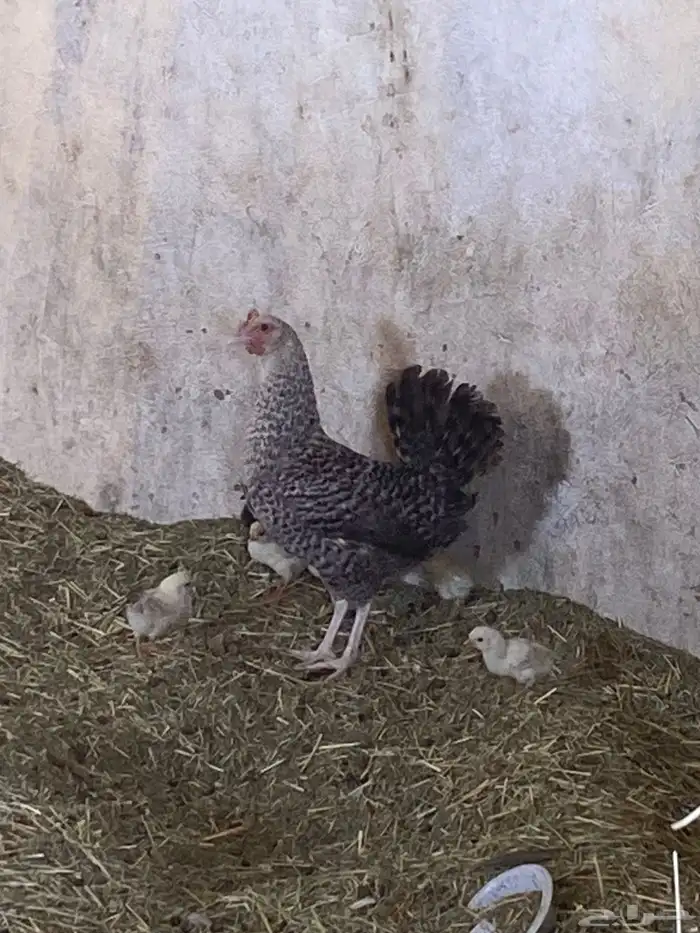 دجاجه محضنة شرط 0