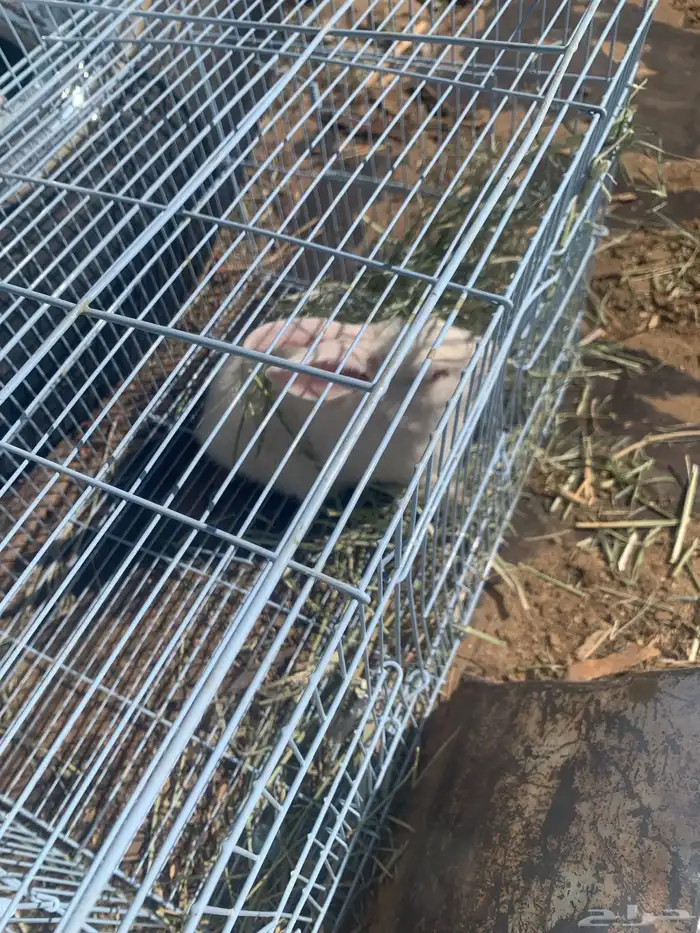 ارنب للبيع 1