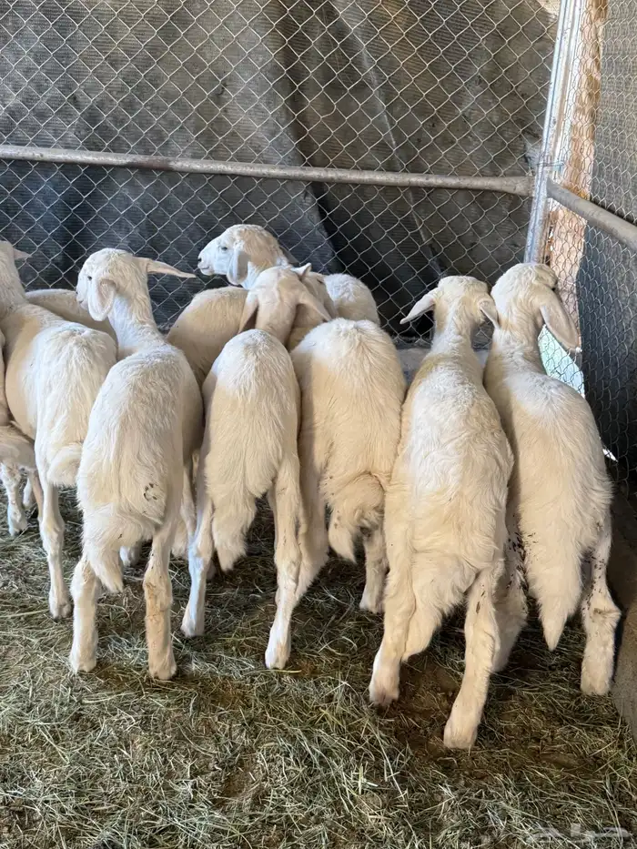 بهم مرابى فل شحم ( تم البيع ) 0