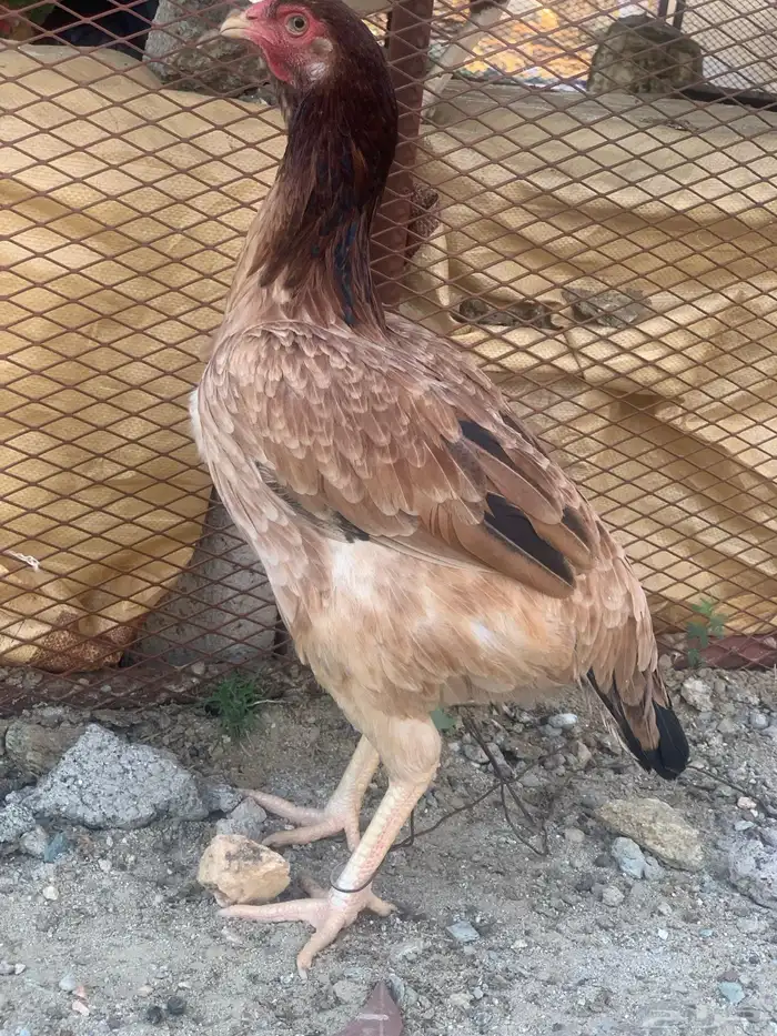 ديكه انثئ باكستاني 1