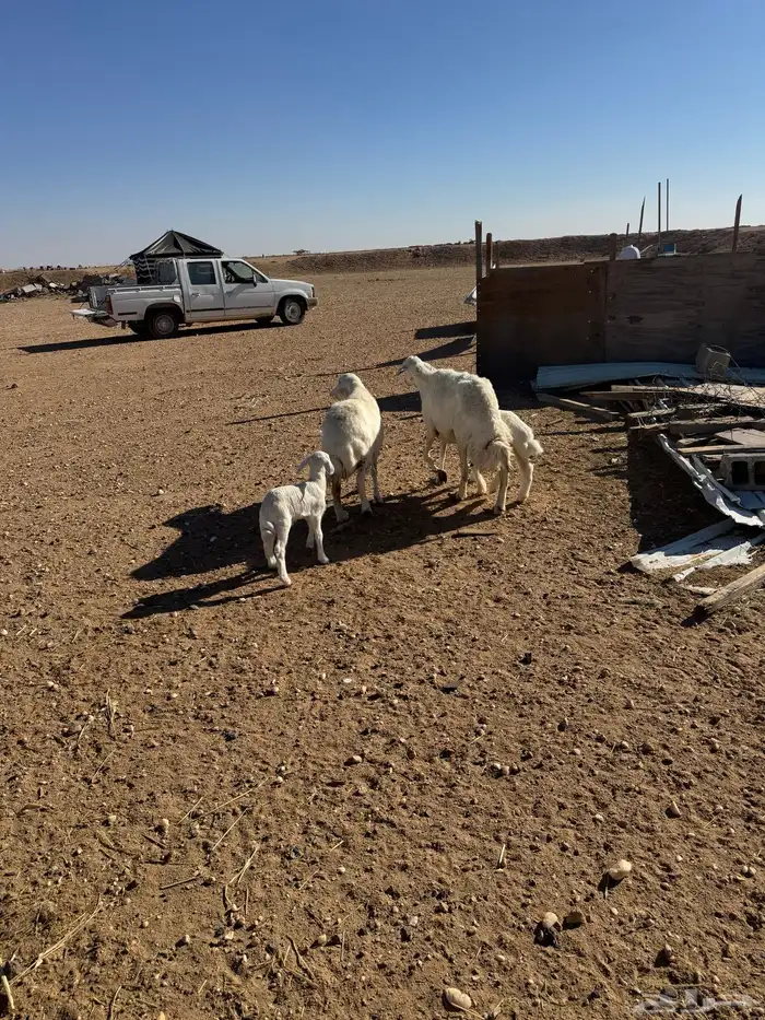 مطافيل حريات 6