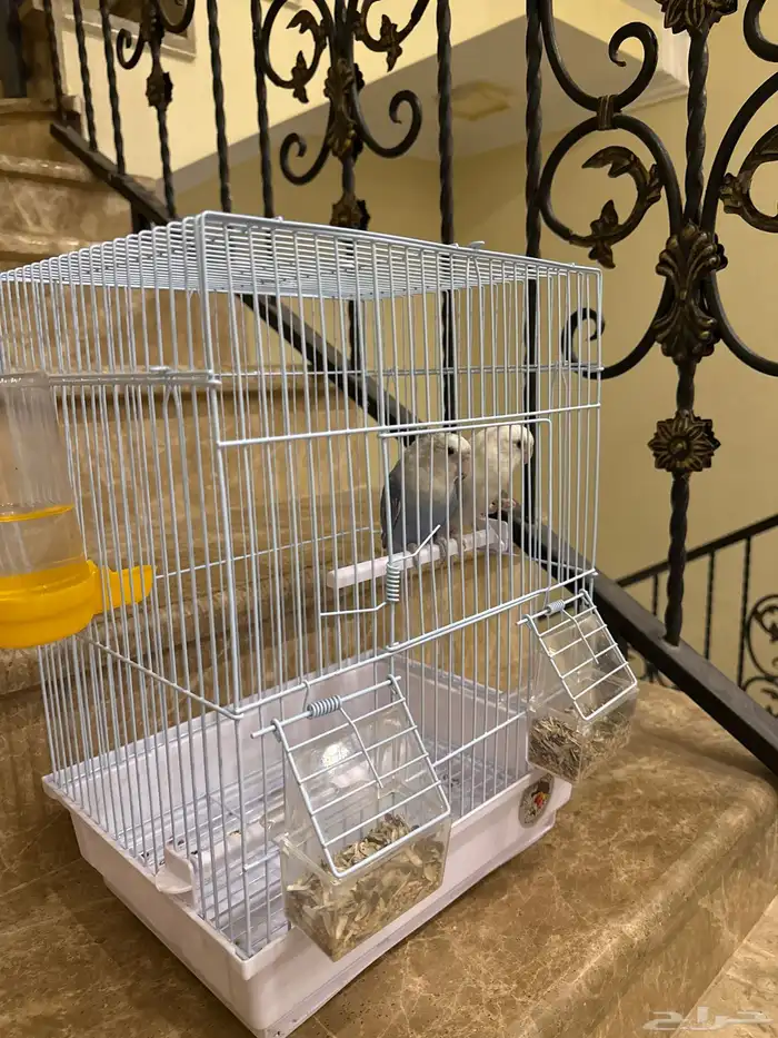 عصفور روز اليف 0