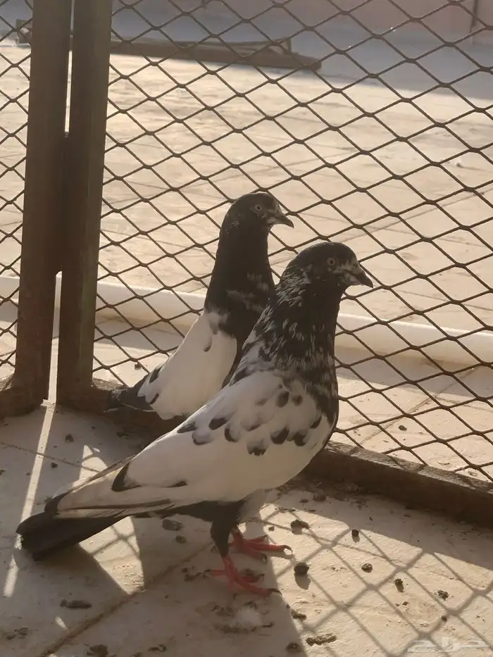 جوز حمام باكستاني 1