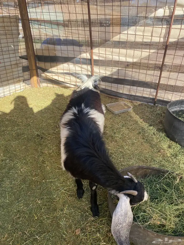 جفرة برقا جذعه(( تم البيع)) 2