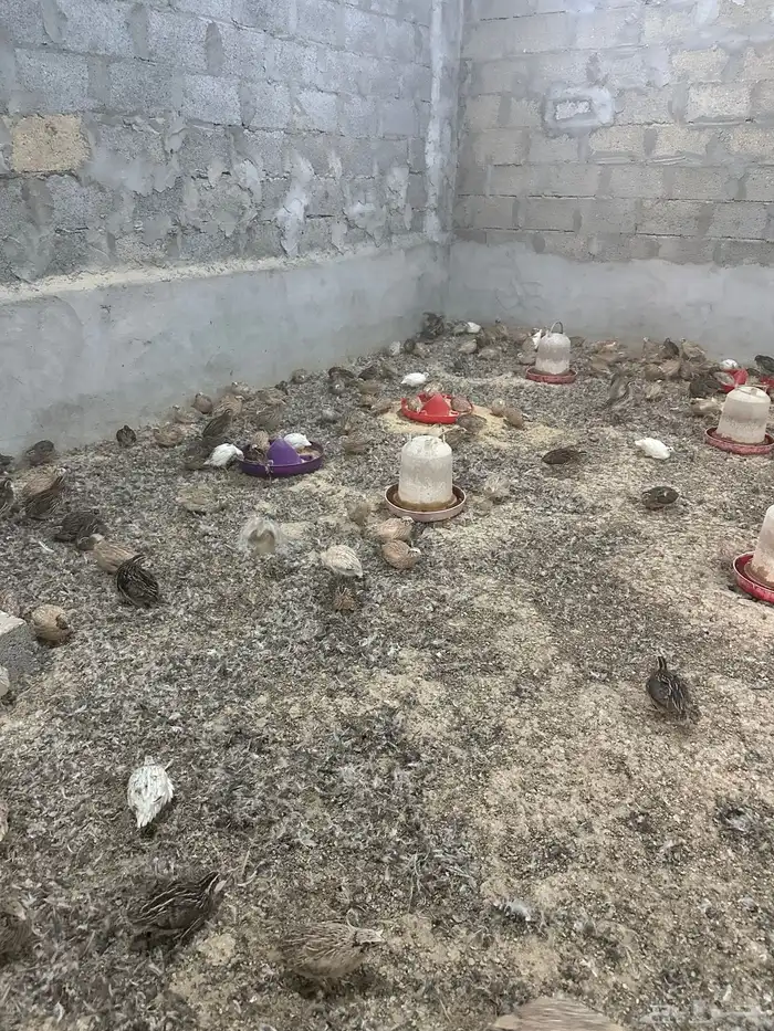 سمان فري للبيع جمله وتفريد الخرج الثليماء هجرة ابن حفيظ 0