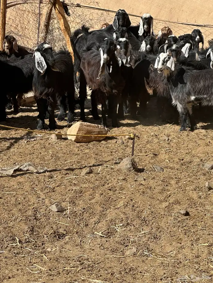 جفار وتيوس 16