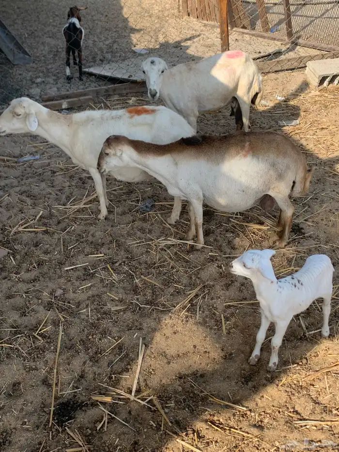 للبيع ضان رفيديات مواليد 1