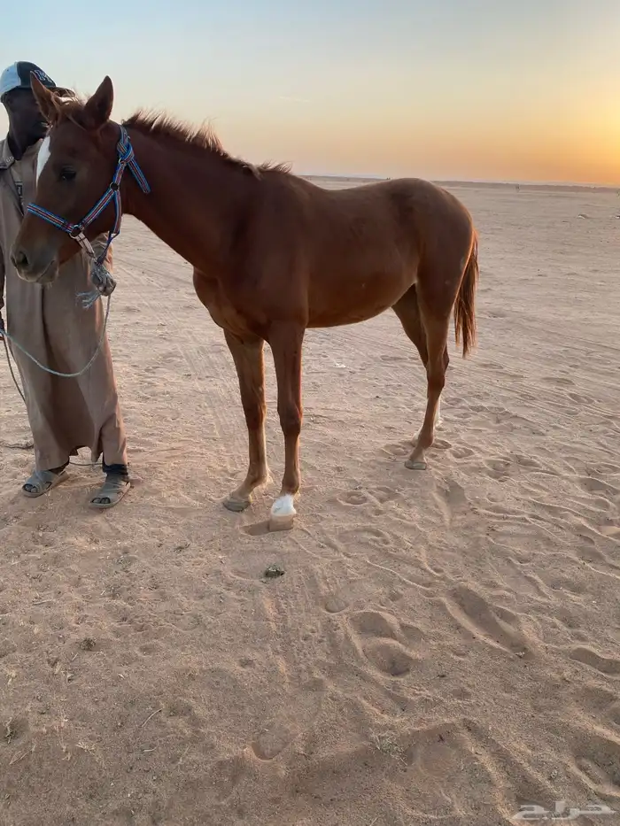 مهر شعبي  العمر سنه تقريبا الارتفاع 150 مهر مع الابل 0