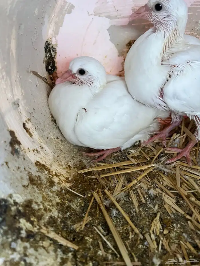 زغليل حمام فرنسي 2