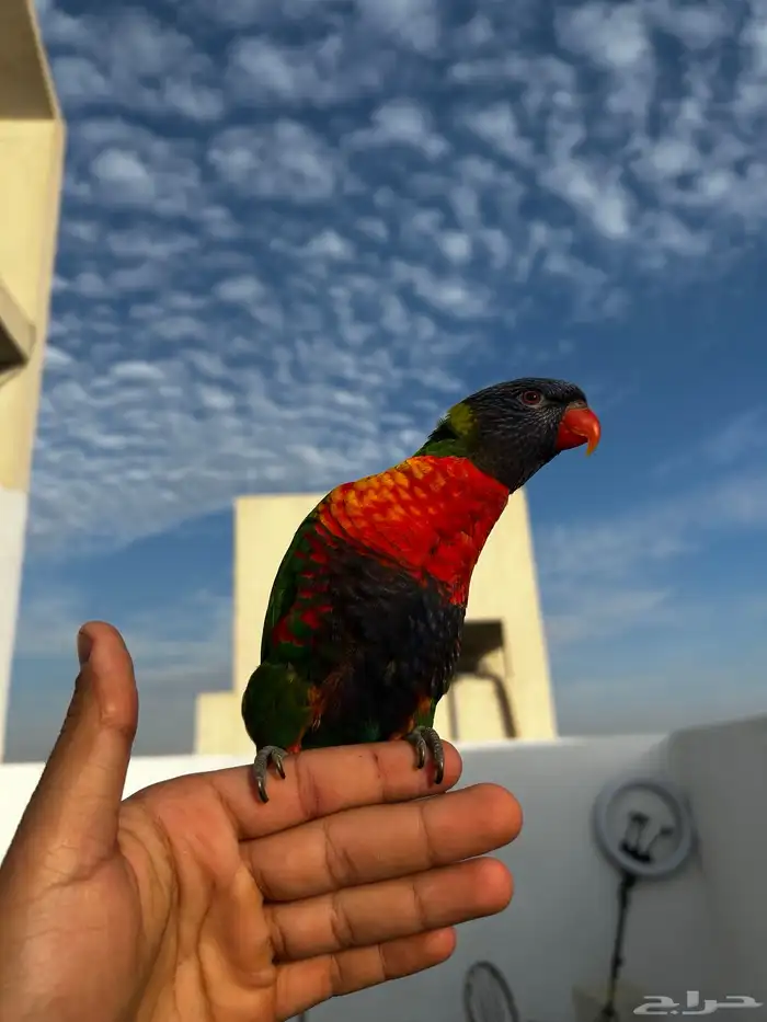 لوري ينبو اليف و متكلم و يرقص و لعوب مشاء الله 6