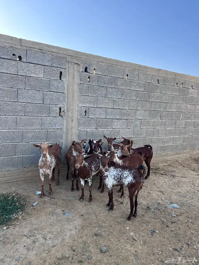 غنم وشح دهم 0