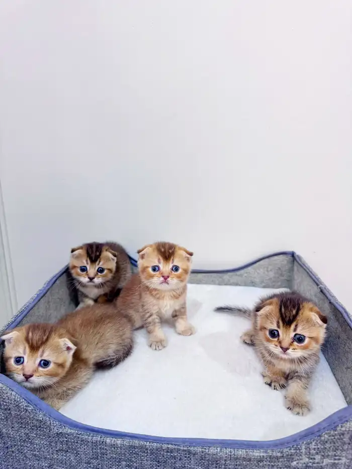 سكوتش تربل فولد قولد للبيع 2