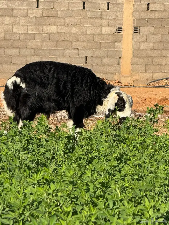 نجد صنف مقاني 6