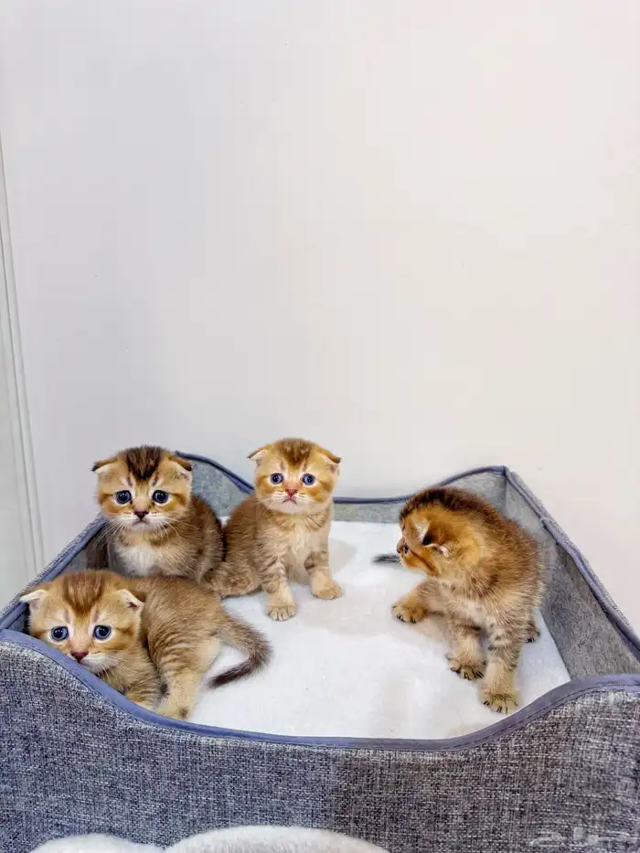 سكوتش تربل فولد قولد للبيع 3