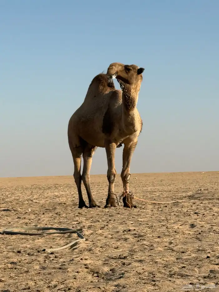 بعير منتج ولد عرنون السن سديس 4