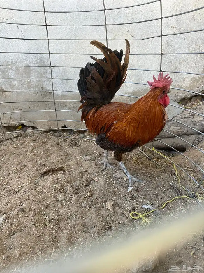 ديك فيومي حجم ولون نادر بالطبيعه شي افضل من التصوير 0