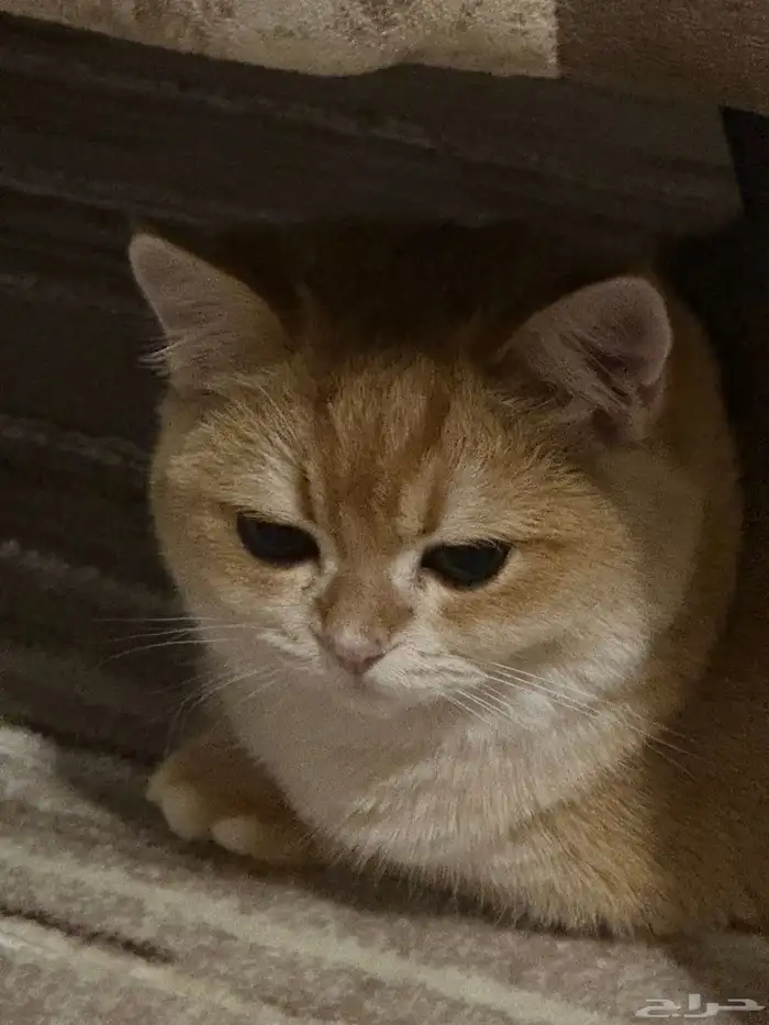 قطة للبيع السعر قابل للتفاوض ذكر سكوتش معقم ومطعم 3