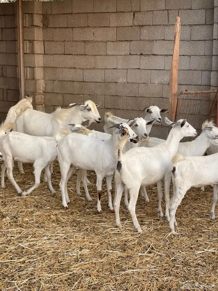 معزى بيشيات شبب بالفحل للبيع التواصل واتساب 3