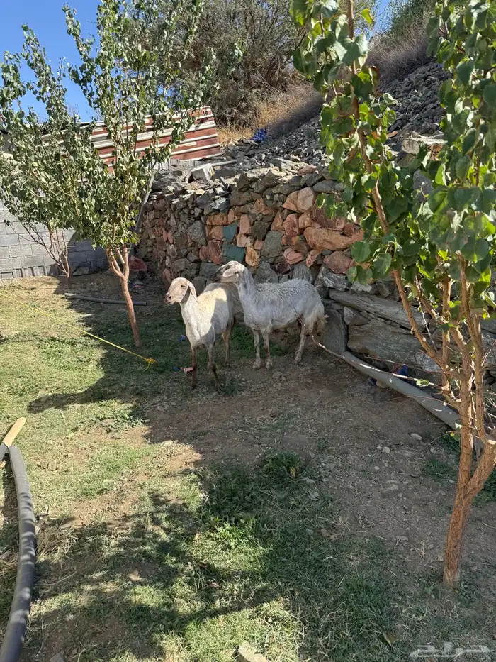 شاتين مهجنة ابوها سواكني ( ثنية ورباع ) 6