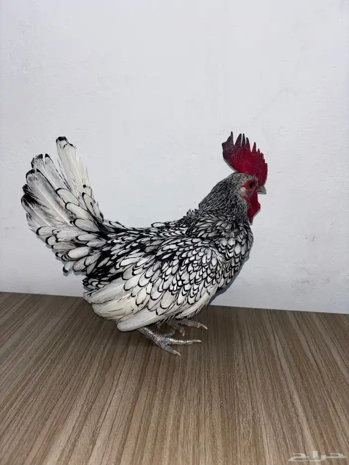 ديك سبرايت منتج 2