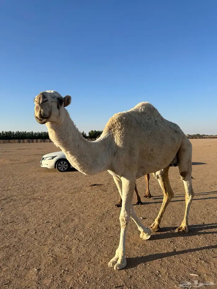 للبيع خلفه وضحا كفو تحتها بكره 6