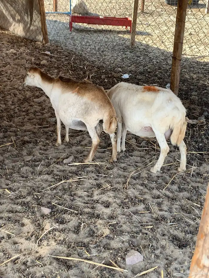 للبيع ضان رفيديات مواليد 7