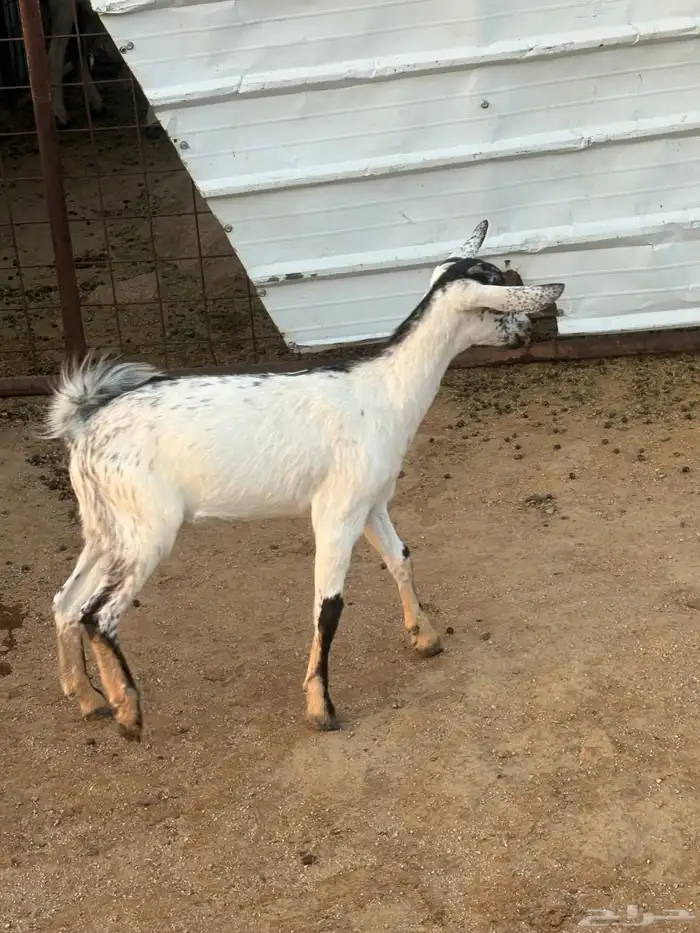 جفره بيشيه تم البيع 1