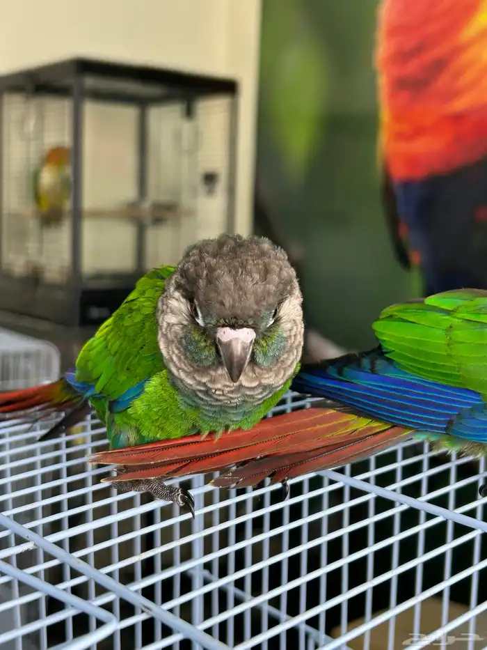 فرخين كنيور بيرلي نوادر 5