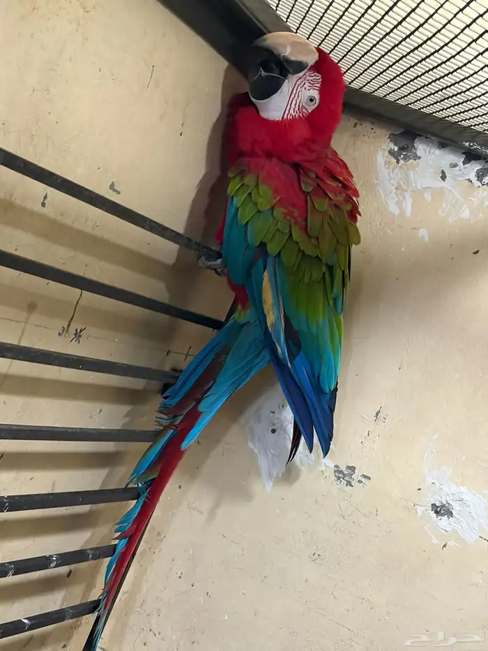 جوز مكاو حجم جامبو 5