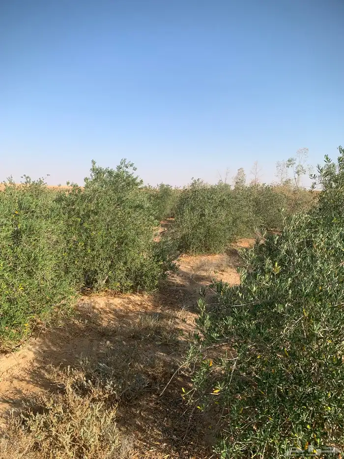 شجر زيتون للبيع 2