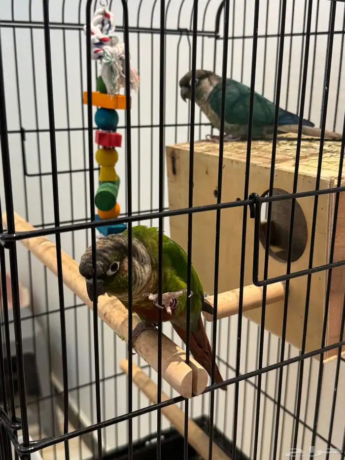 Green and blue conure parrot 2