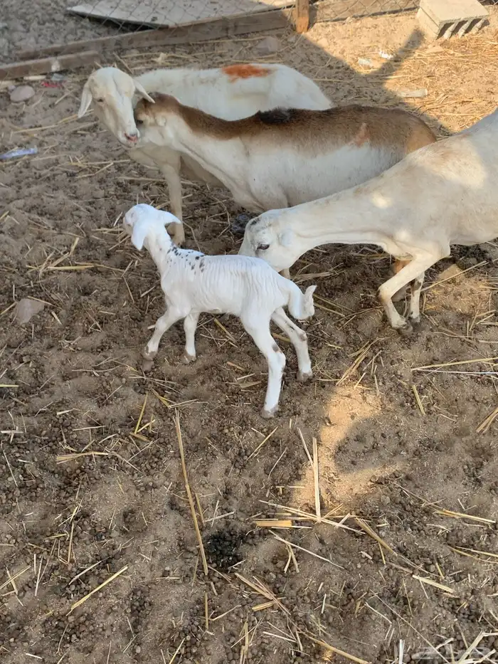 للبيع ضان رفيديات مواليد 5