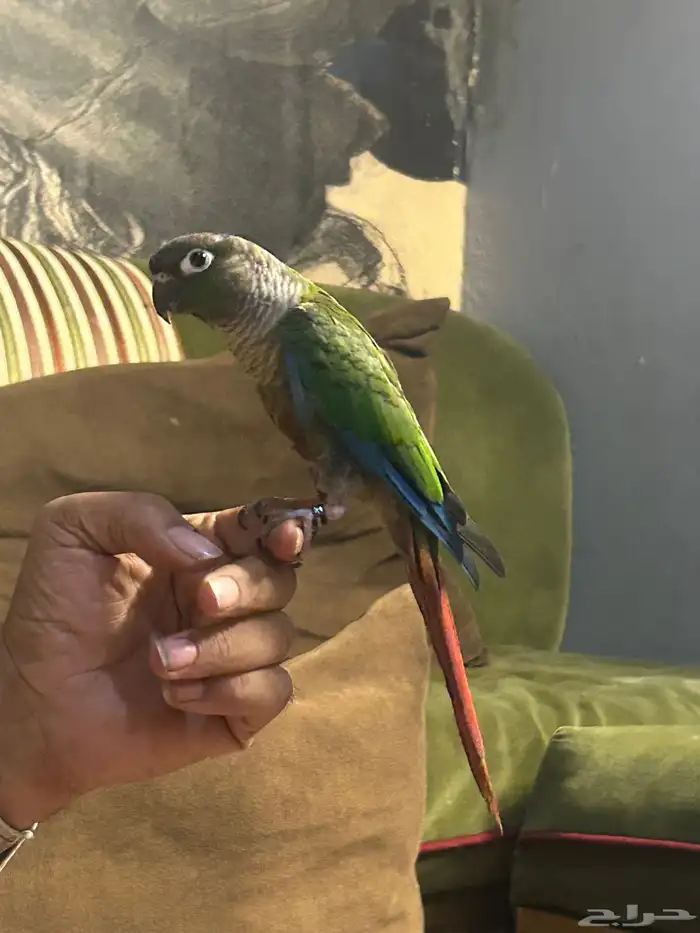 كنيور اليف 1