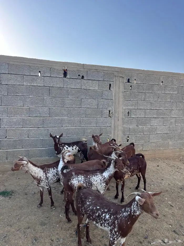 غنم وشح دهم 1