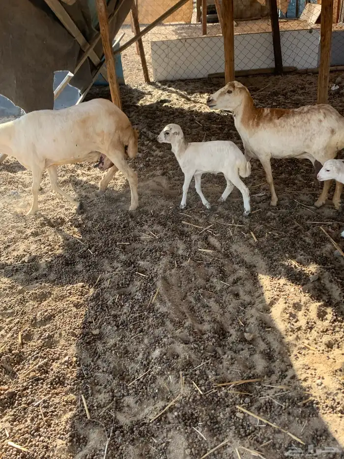 للبيع ضان رفيديات مواليد 4