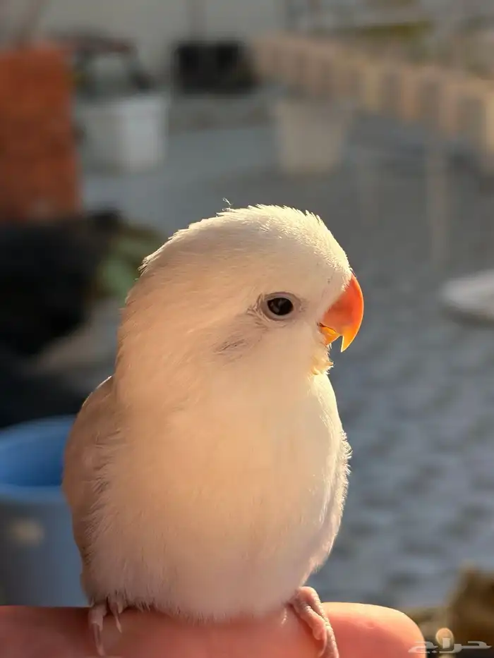 عصفور روز اليف للبيع او للبدل 3