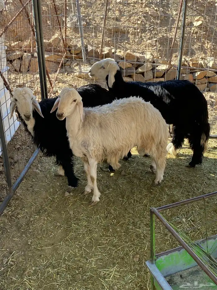 طليان نجديه 2