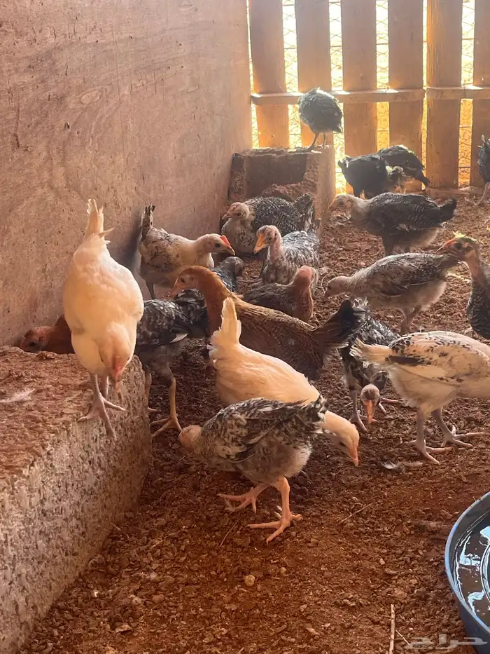 صوص دجاج محصن نظيف 0