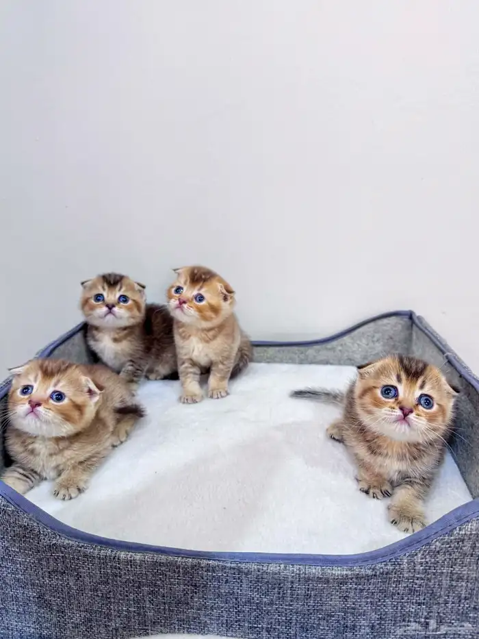 سكوتش تربل فولد قولد للبيع 1