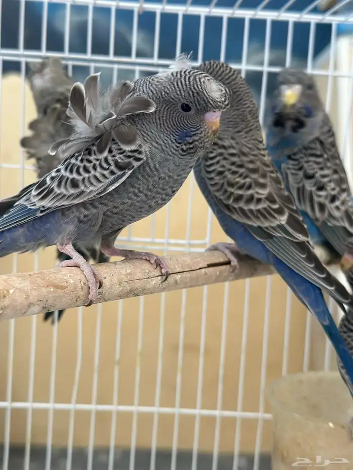 بادجي بلاك 3